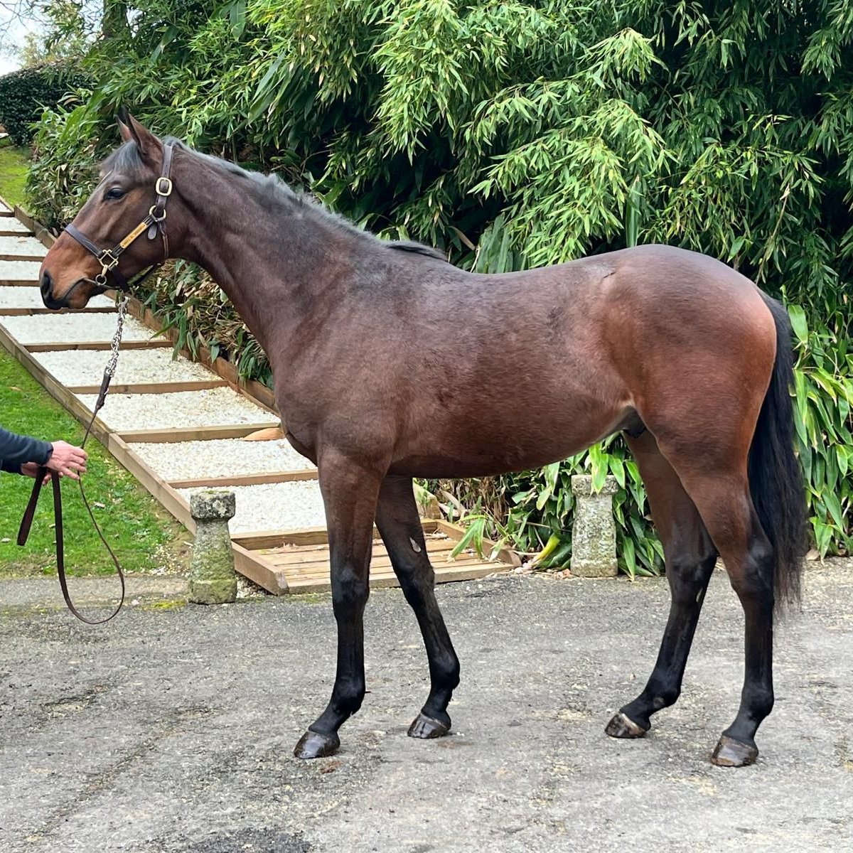 Francisco E. Bernal tweet media