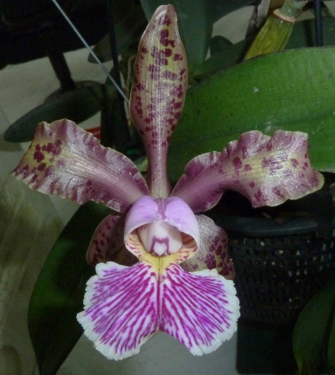 OrchidsWorldcom's tweet photo. C. schilleriana. Another species with very interesting, pretty flowers. https://t.co/uwTxkXdhNx