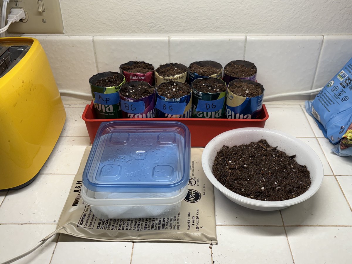 Sarah farms! Two bottle gourd seeds, one decorative gourd, one apple seed I found in an apple last night, and a bowl of mint. Additional gourd seeds might sprout; they're in the blue container. Later, will plant on the balcony!