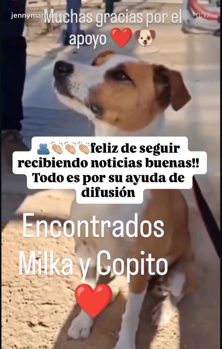 BlanquitaMontt's tweet photo. Perritos suertudos que ya están de regreso con sus humanos. Las rrss son imprescindibles para que estas historias tengan buen final. Colabora difundiendo. #incendiochile #perrosencontrados #hogartemporal https://t.co/W4LgTqlPv3