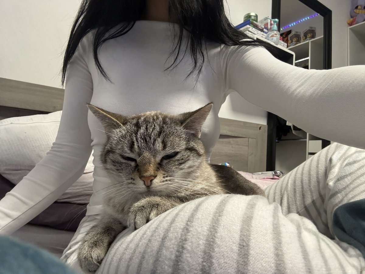 kitcat 🐾 tweet media