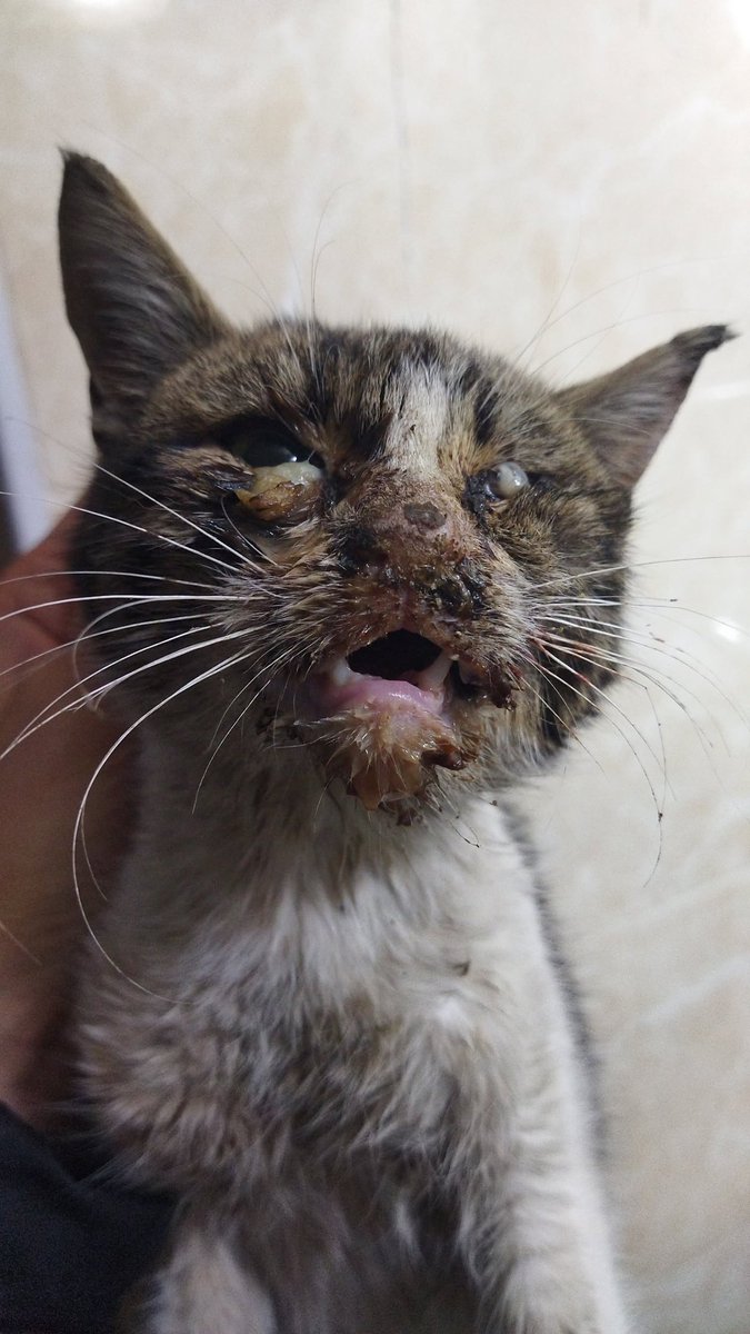 Kedinin durumu çok kötü. Lütfen paylaşın, destek bulsun. Haline bakım🥹