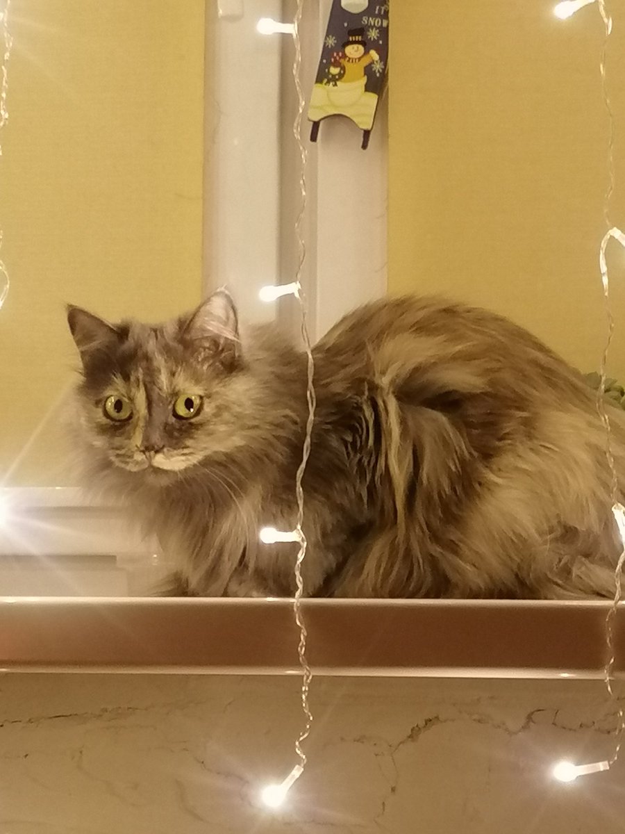 забавно кстати что коты моих знакомых красавчики с белыми грудками, а моя кошка чушка лохматая