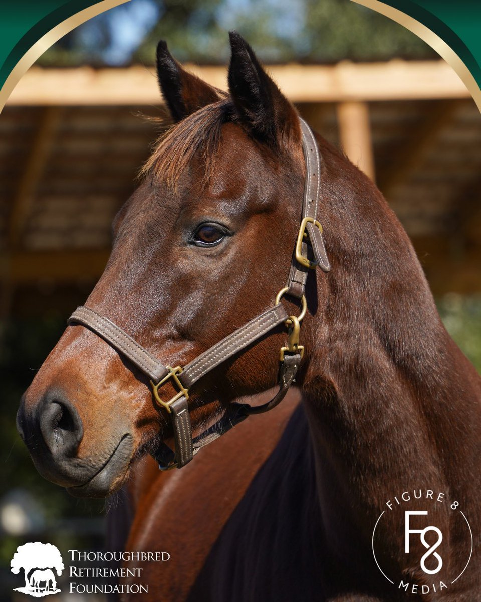 Thoroughbred Retirement Foundation (TRF) tweet media
