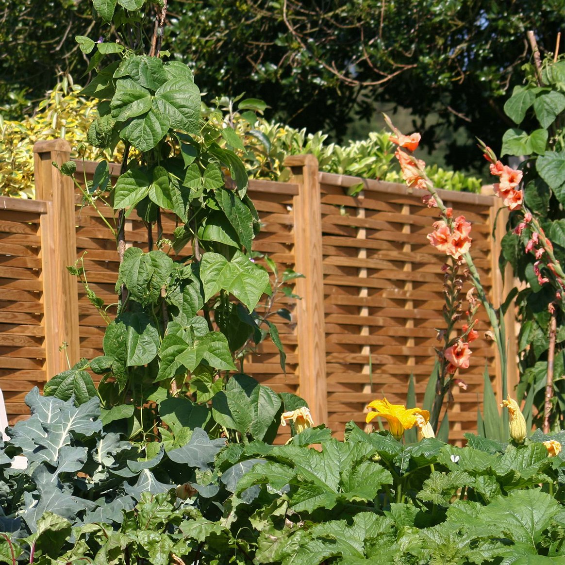 Jacksons Fencing tweet media