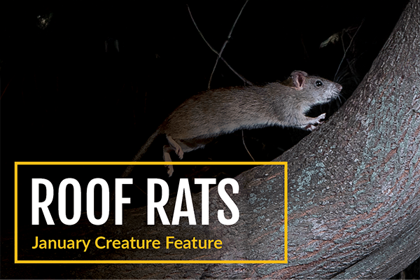 Roof rats are not your average rodent. They live higher, move differently and require a smarter control strategy.
Read the full Creature Feature here and get the insights you need to tackle roof rats with confidence: bit.ly/4aRH1CW