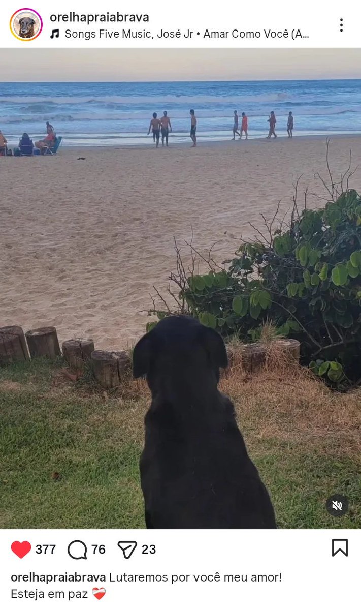 miniaturah's tweet image. #JustiçaPeloOrelha O Orelha foi espancado até a morte por um grupo de adolescentes de elite em Florianópolis. Tentaram apagar as provas, sumiram com o vídeo e usam ameaças para abafar o caso. Mas o sangue dele não será silenciado!