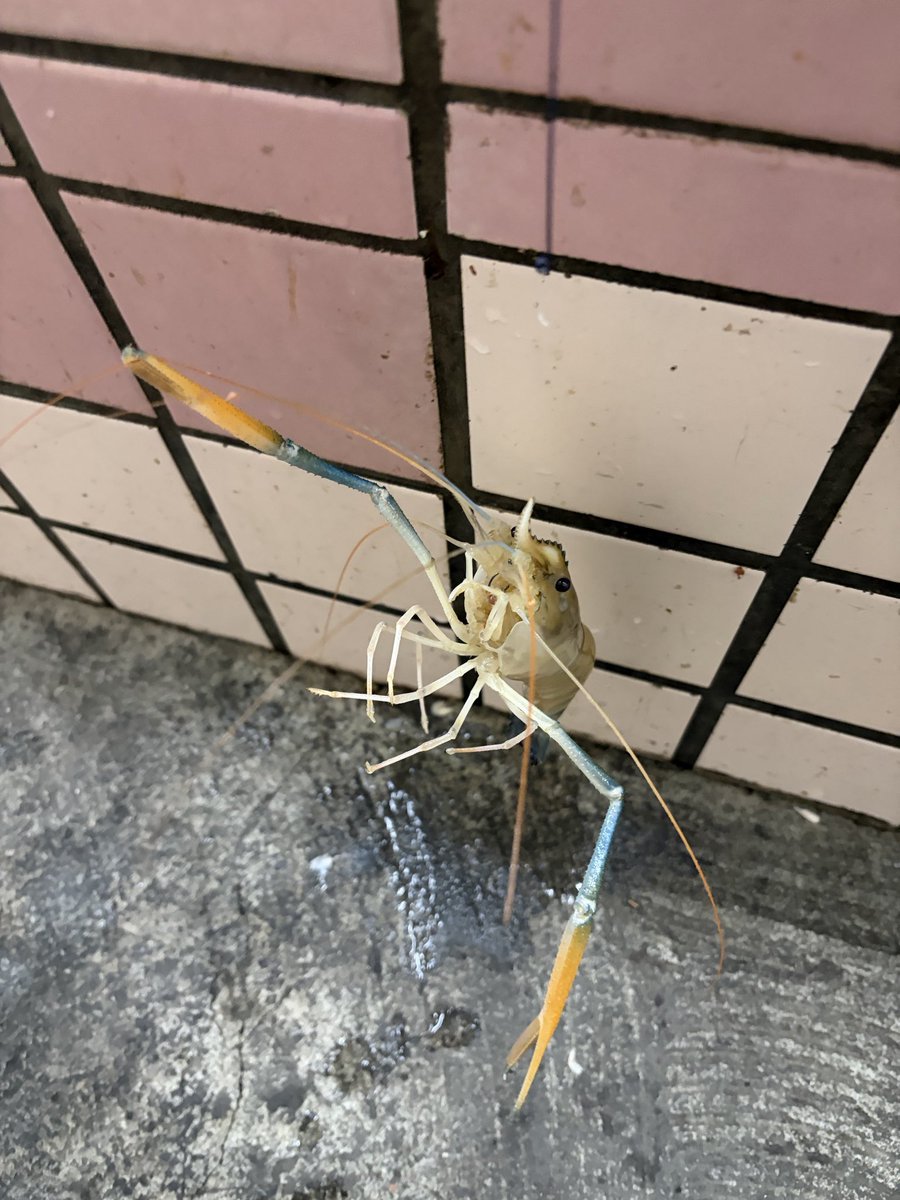 又來釣蝦了 😂 #釣蝦