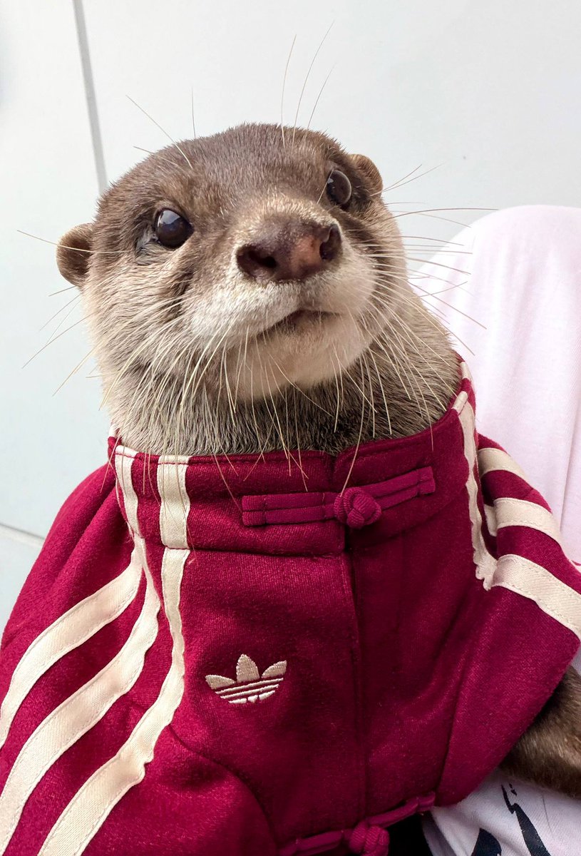 Degen The Otter tweet media