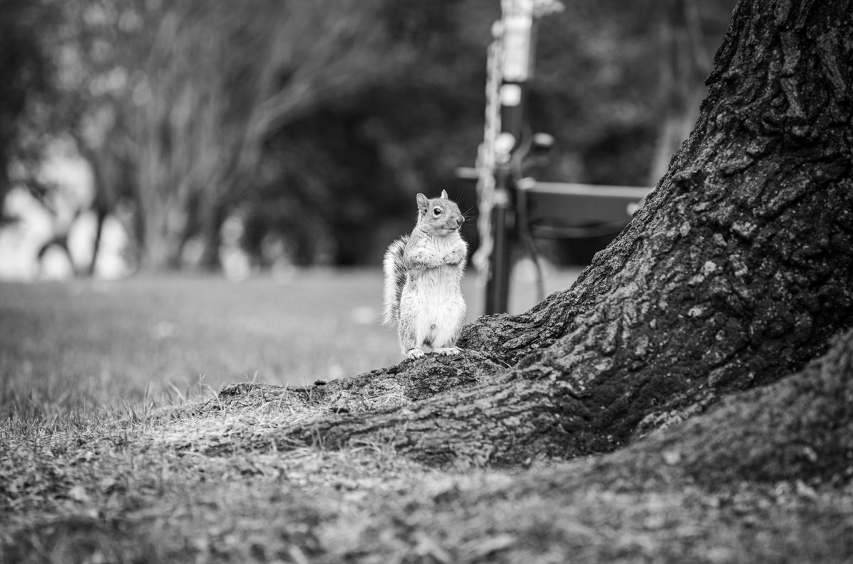 uscapitol's tweet image. When did squirrels first come to Washington, D.C., and how did they end up here? 🐿️ Take a look through our historical records to investigate the history of the squirrel at the U.S. Capitol. ⬇️ #SquirrelAppreciationDay