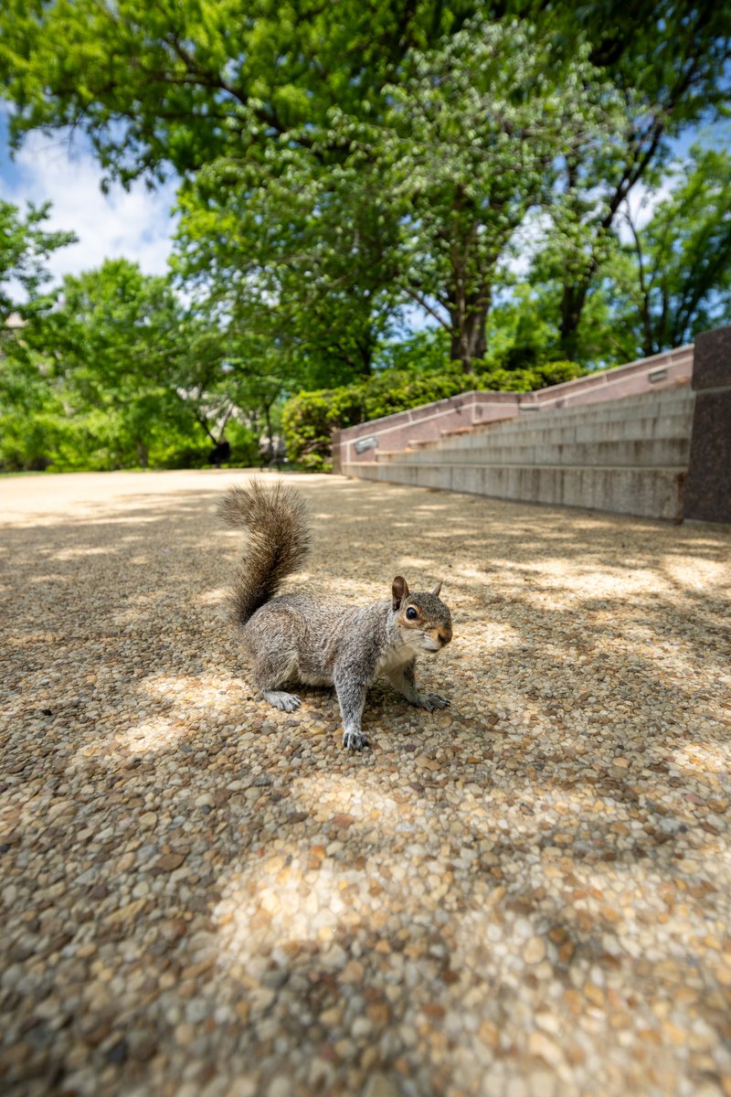 uscapitol's tweet image. When did squirrels first come to Washington, D.C., and how did they end up here? 🐿️ Take a look through our historical records to investigate the history of the squirrel at the U.S. Capitol. ⬇️ #SquirrelAppreciationDay