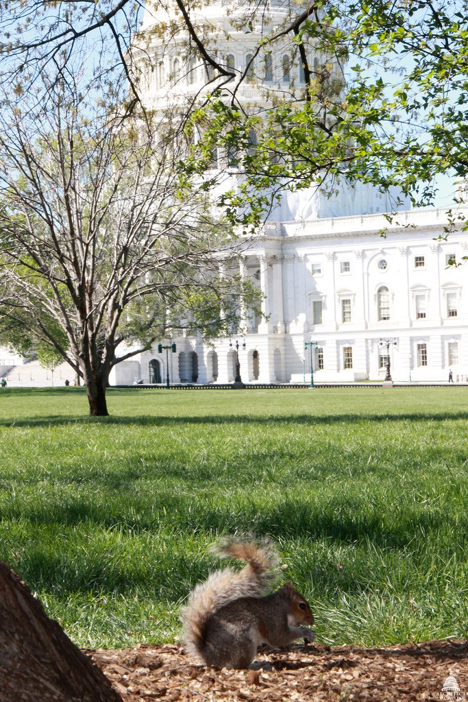 uscapitol's tweet image. When did squirrels first come to Washington, D.C., and how did they end up here? 🐿️ Take a look through our historical records to investigate the history of the squirrel at the U.S. Capitol. ⬇️ #SquirrelAppreciationDay
