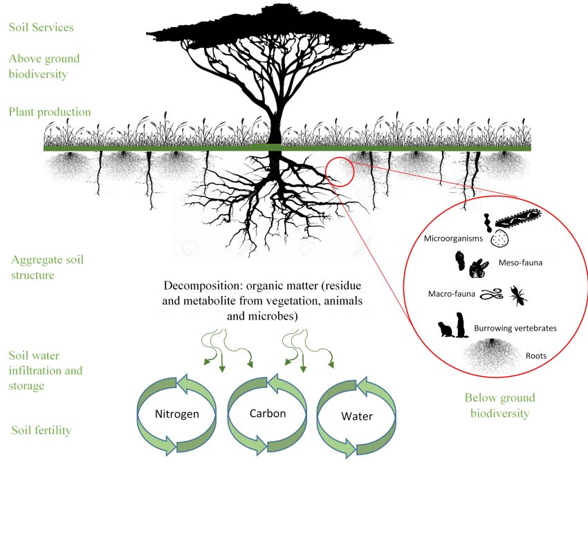 IUCN tweet media