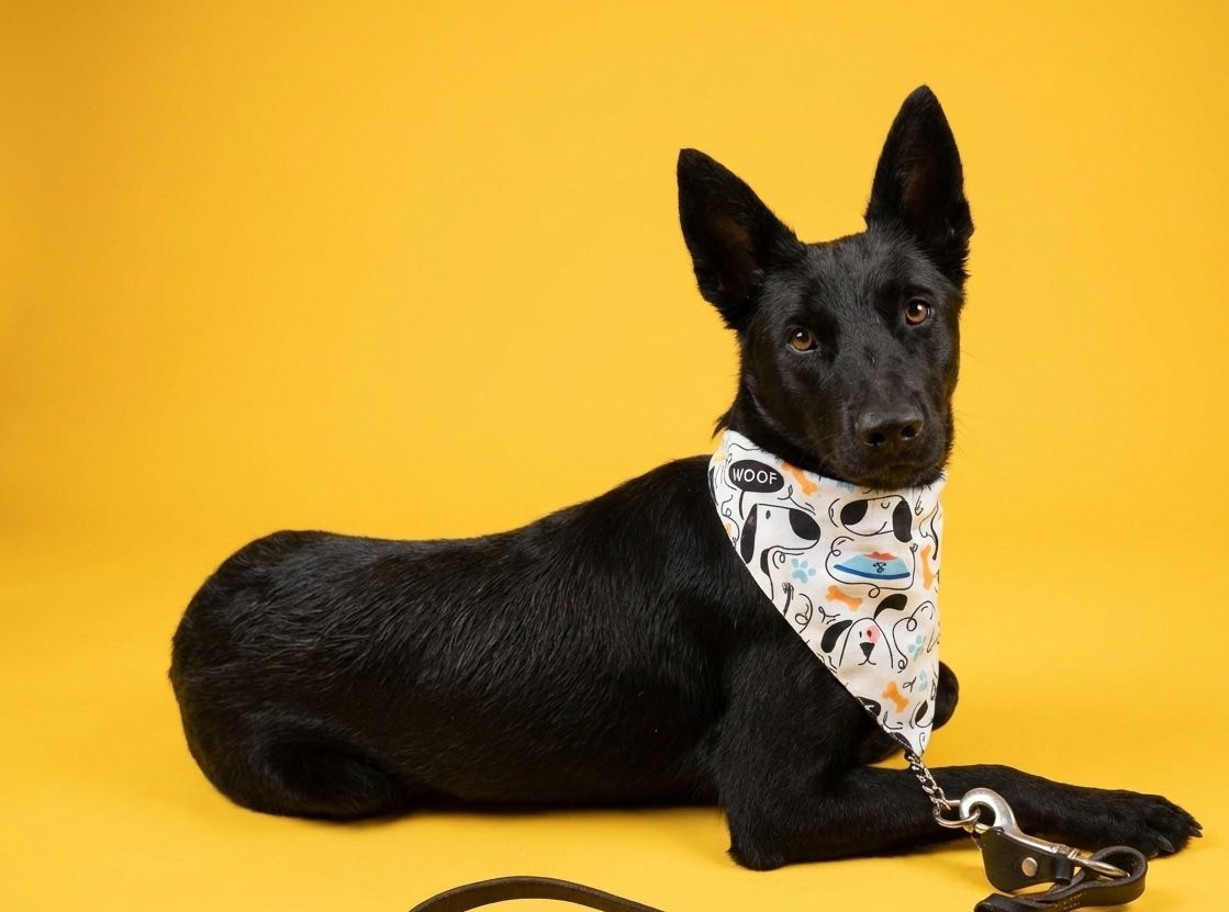 HELA_MORE's tweet image. Gracias a una madrina tenemos la mitad de la pensión de Shadow,y nosotros pagamos de nuestro dinero su costal de croquetas.🩷

Solo nos faltan 10 padrinos de 100 pesos que nos puedan ayudar.🥹