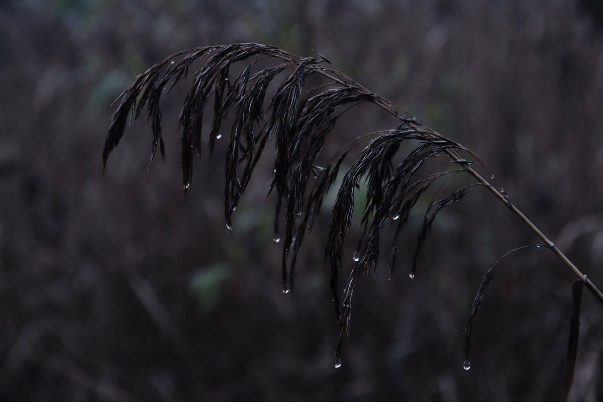 Cipher_369 tweet media