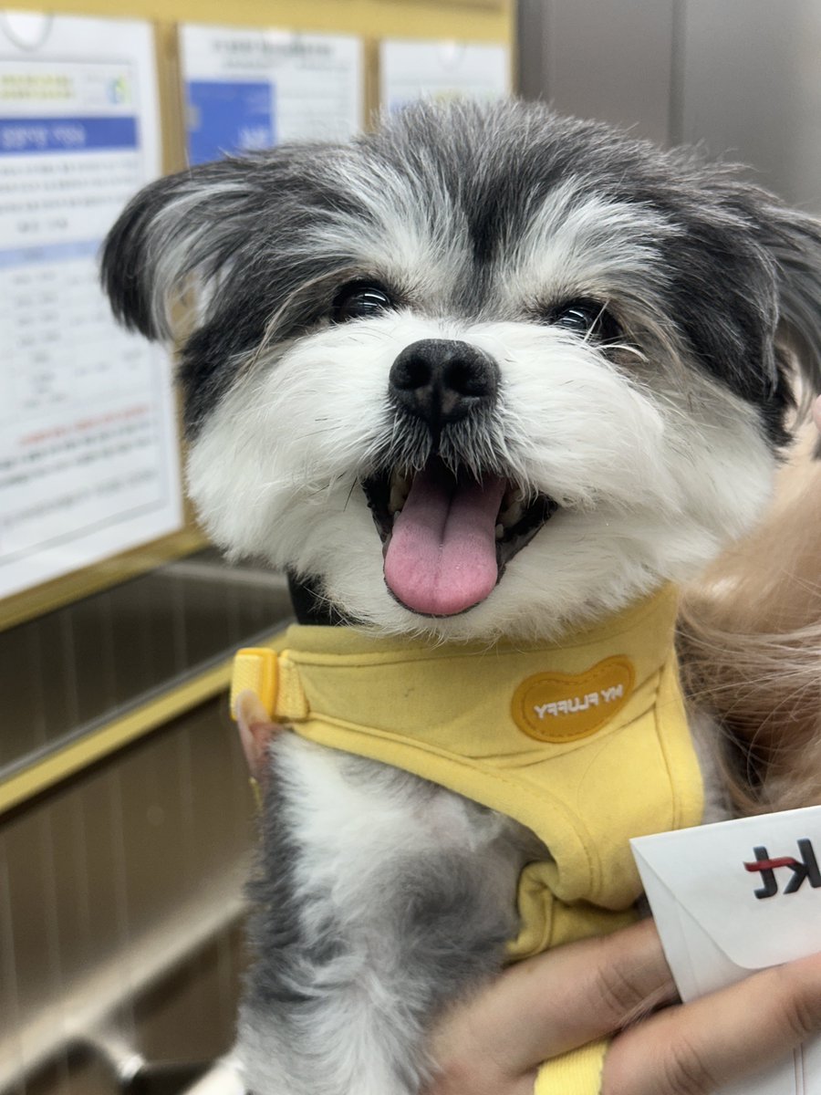 GGAMZI_MIX's tweet photo. 내 강아지 잘 도착해서 즐겁게 지내고 있을까!
오늘이 벌써 49일이나 됐네..
너무 보고싶은데 가깝지 않은 곳에 두고와서 미안해
언니가 맛있는 고구마 들고 곧 보러 갈게!
사랑해 내 강아지 잘 지내구 있어 나중에 꼭 만나 https://t.co/x6ORqSkSaa
