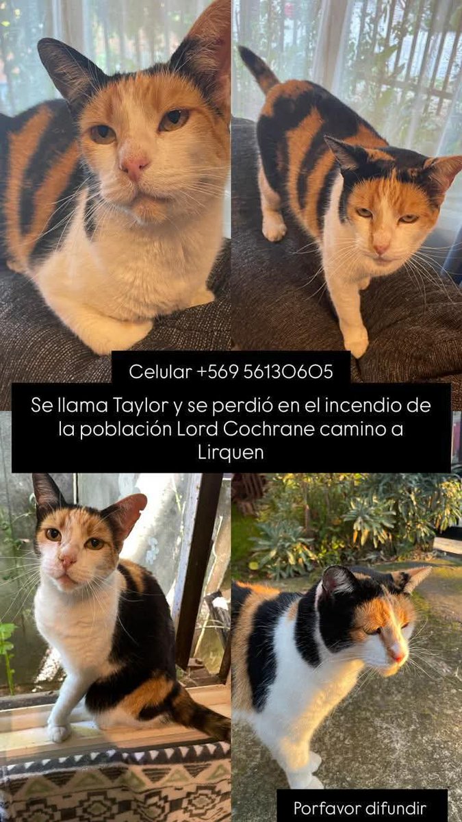 Yo solo difundo, no es mi mascota ni vivo en la zona #Lirquén #Penco #Concepción #Incendios #Tomé #PuntadeParra