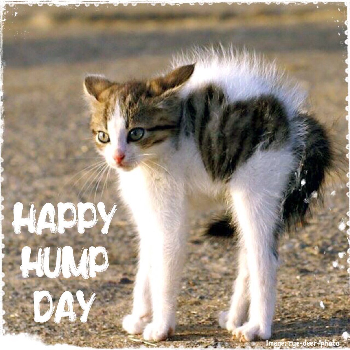 Hump Day Shout-out 🐪
<a href="/marijotrue/">MariJo</a>
<a href="/StompWompin/">KD 🏴󠁧󠁢󠁷󠁬󠁳󠁿</a>
<a href="/ReaLtimes69/">Real Times Cowboy</a>
<a href="/MarineMSgt67/">MSgt~V~USMC-🇺🇲🇺🇲</a>
<a href="/Bagel69er/">🇺🇸🇺🇸🇺🇸Bagel Colorado❤️🤍💙</a>
<a href="/KrockofAges/">꧁𝓚𝓻𝓸𝓬𝓴𝓸𝓯𝓐𝓰𝓮𝓼꧂ 🏴󠁧󠁢󠁥󠁮󠁧󠁿🇬🇧</a> 
<a href="/nicoletamb1224/">Nicole ♥️🤍💙</a> 
<a href="/Okieboy63/">Dakota ✝️</a> 
<a href="/TheJudge96/">ESEQUIEL</a>
<a href="/cecegkh/">CeCe</a>
<a href="/34rthhasrisen/">Earth2 🌍</a>
<a href="/Tonynguyen234/">Nguyen</a>
<a href="/GabiNga1/">Gabi🌻</a>
<a href="/LadyTeaGB/">🇬🇧🇺🇸🇨🇦LadyTeaGB🇮🇱🌍⚖️🎖️IFB⚕️Save 🚸🐾☯️💒</a>
<a href="/AmericanFireman/">Fireman Sam</a>
<a href="/Holy_Nazgul/">Pete</a>
<a href="/BookOfGrok1984/">Book Of Grok</a>
<a href="/MzTeay/">🦅🇺🇸🇺🇸 Teri 🇺🇸🇺🇸🦅</a>
<a href="/Baldo04555156/">💥🏴‍☠️✪ Don Metralleta ✪🏴‍☠️💥</a>