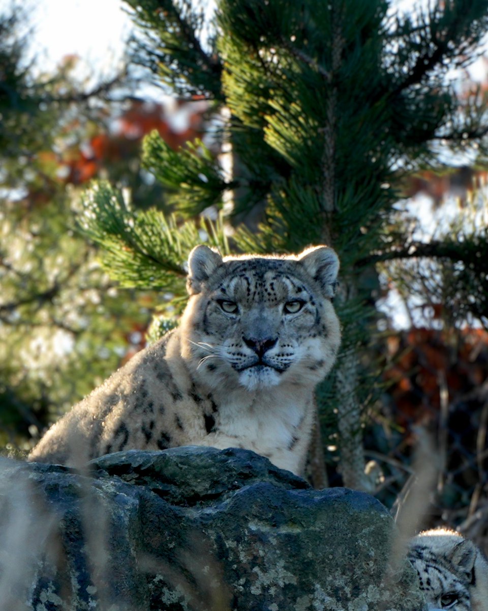 Dublin Zoo tweet media