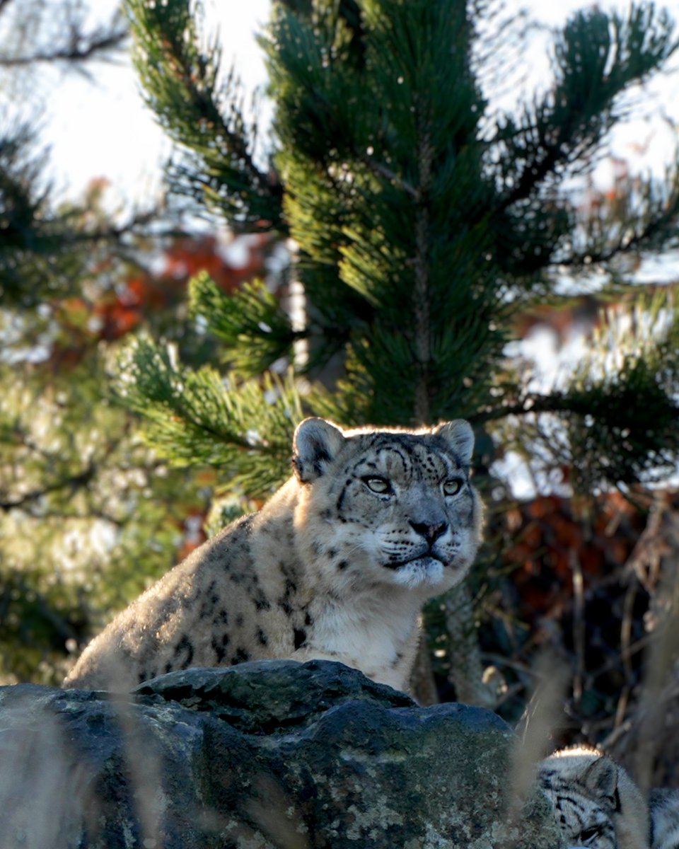 Dublin Zoo tweet media
