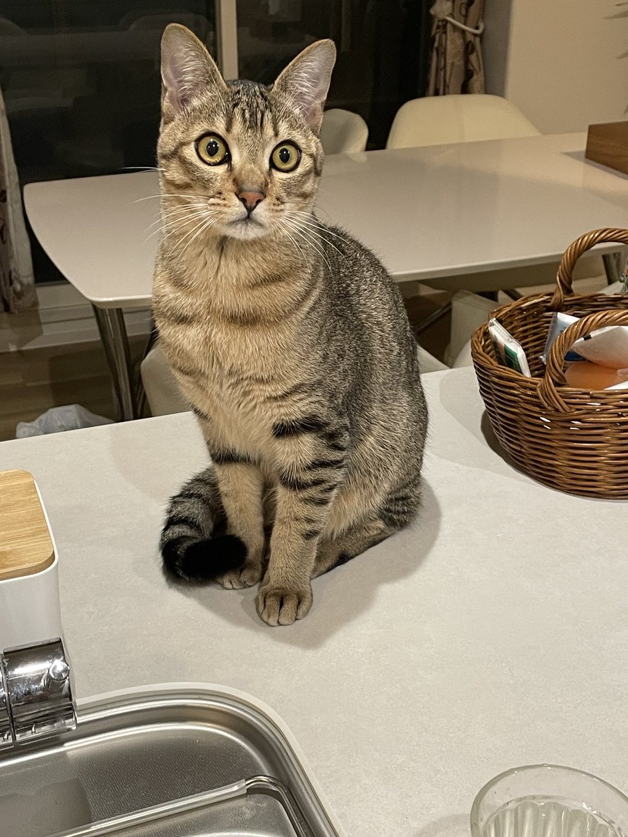 以前車庫で保護したチャコ
里親探しをしなくてはならなくなりました😢
#猫
#保護猫
#里親探し