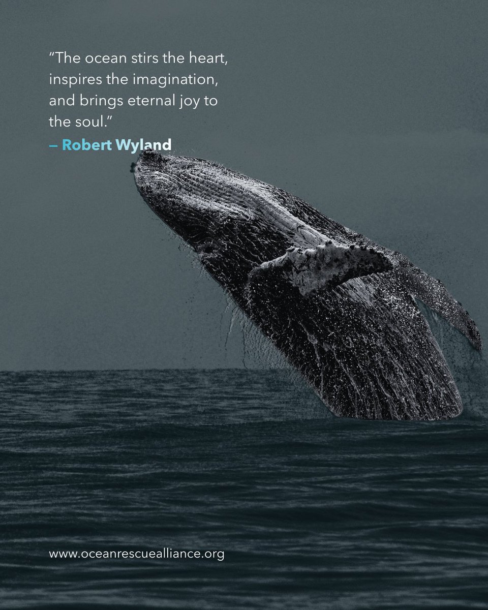 Ocean Rescue Alliance Intl. tweet media