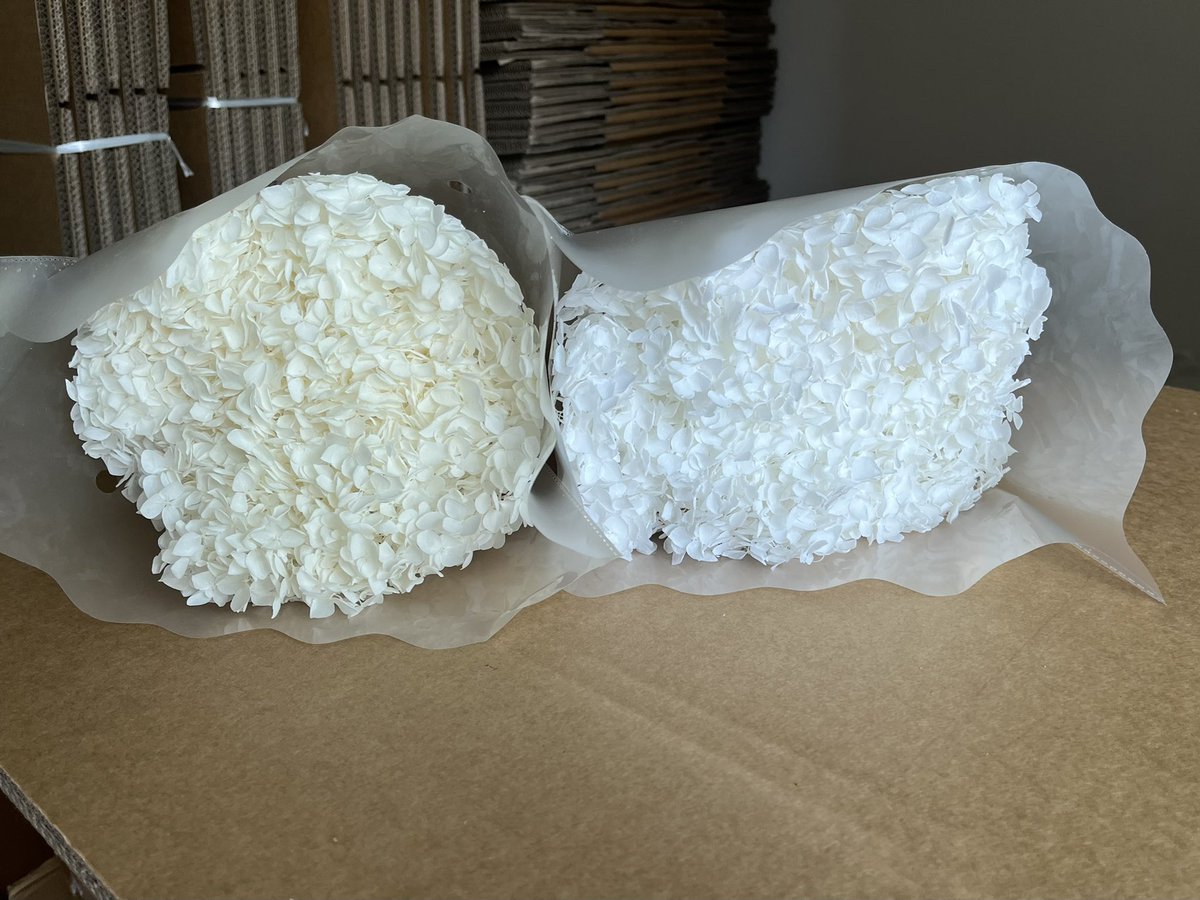 sayefloral's tweet photo. 🌟 Classic & Elegant: White & Cream/off-white Preserved Hydrangeas 🌟
Our most-loved and best-selling colors — pure White and soft Cream — now side by side! ✨
#sayefloral #PreservedHydrangea #WeddingFlowers #FloralDesign #DriedFlowers #WhiteHydrangea #CreamHydrangea https://t.co/pvrgcK5AUT