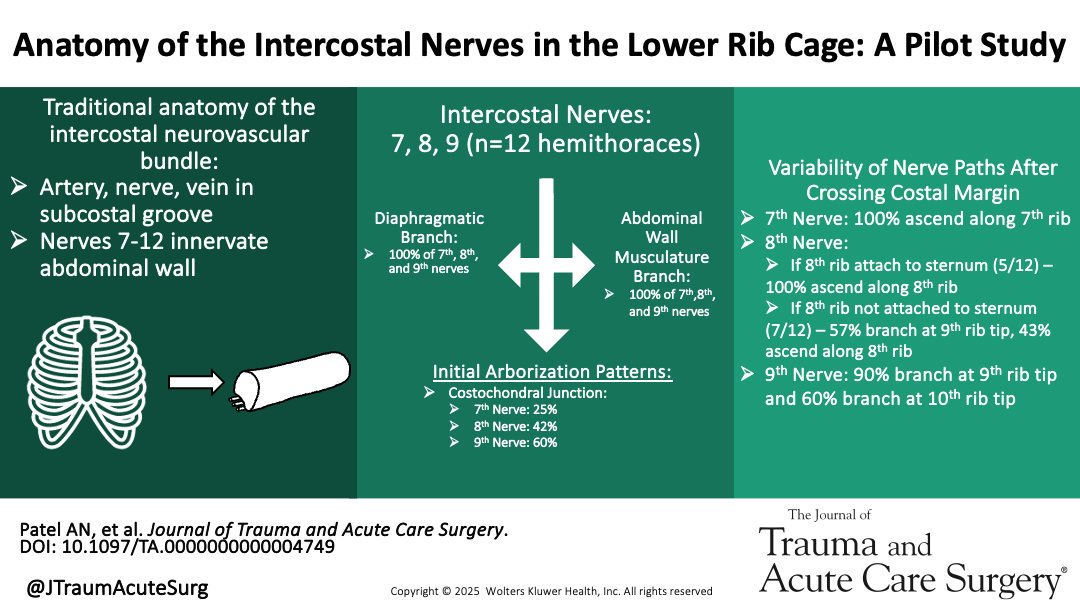 JTraumAcuteSurg's tweet photo. A cadaver study of intercostal nerves at the costal margin noted arborization into diaphragmatic and abdominal wall muscular branches with branching at the costochondral junction and rib tips. The 7th and 8th nerve courses are altered based on costal margin anatomy #CWIS2025

@evert_eriksson #CWIS2025 @MUSCGenSurg @MUSCSurgery

https://t.co/GTlbuOOTnk