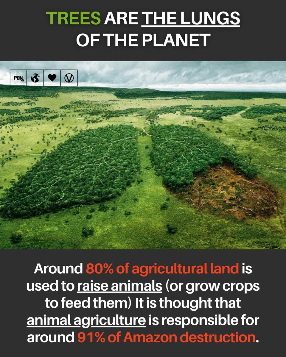 Trees are literally the lungs of the Earth because they absorb carbon dioxide from the atmosphere and release oxygen 🫁

We need them to survive 😮‍💨

And yet we destroy an approximated 10,000 acres of the Amazon Rainforest EVERY. DAY. 

91% of deforestation of the Brazilian Amazon