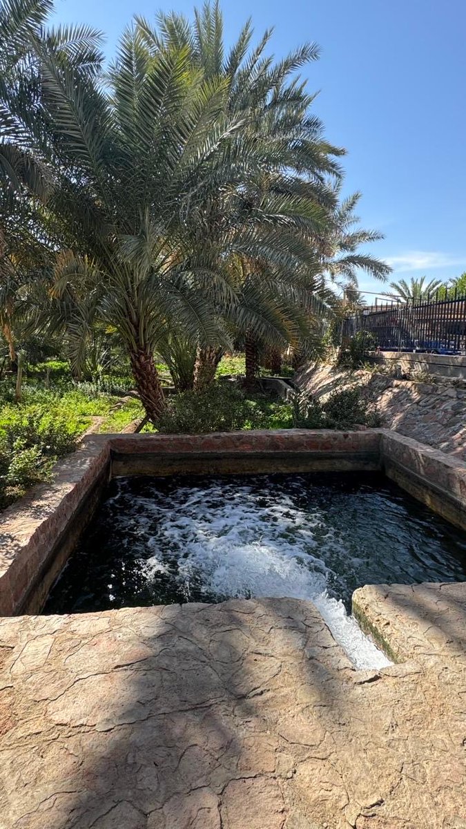 nonet911's tweet photo. للمرشدين والمهتمين بالمعالم..
 الآبار تقنية زراعية حافظت على المعالم التاريخية تتكون الآبار التاريخية (القديمة) في #المدينة_المنورة من عناصر إنشائية واضحة ومتكاملة، أبرزها قرنا البئر، وفوهة البئر، وسواقيها.

#فوهة_البئر غالبًا ما تكون مطوية بالحجارة البركانية البازلتية، وهي السمة الغالبة على آبار المدينة المنورة، وتُرصّ هذه الحجارة برص شبه منتظم يراعي التماسك والمتانة مع بساطة التشكيل.

أما قرنا البئر فيقعان على جانبي الفوهة، ويكونان في الغالب مشكلين على هيئة مدرجة تتكون من ثلاث عتبات متتابعة، تستخدم لتثبيت أدوات السقيا وكل قطعة لها مسمى المنامة ، والنعامة ، والغراب ، والرشا.. الخ كلها تقوم بتنظيم حركة السحب.

ويتصل بذلك قفّ البئر، وهو الموضع الذي تسحب إليه الغراب أو الدلو المخصص لاستخراج الماء، حيث تُرفع الغراب المحمّلة بالمياه إلى هذا القفّ قبل تفريغها.

ومن قفّ البئر تتفرّع سواقي الآبار، وهي مجار مائية حجرية تُنشأ لتوجيه المياه نحو المزارع أو أحواض السقيا، بما يعكس الارتباط الوثيق بين البئر والمنظومة الزراعية المحيطة بها.
#المدينة_تاريخ_يحكى