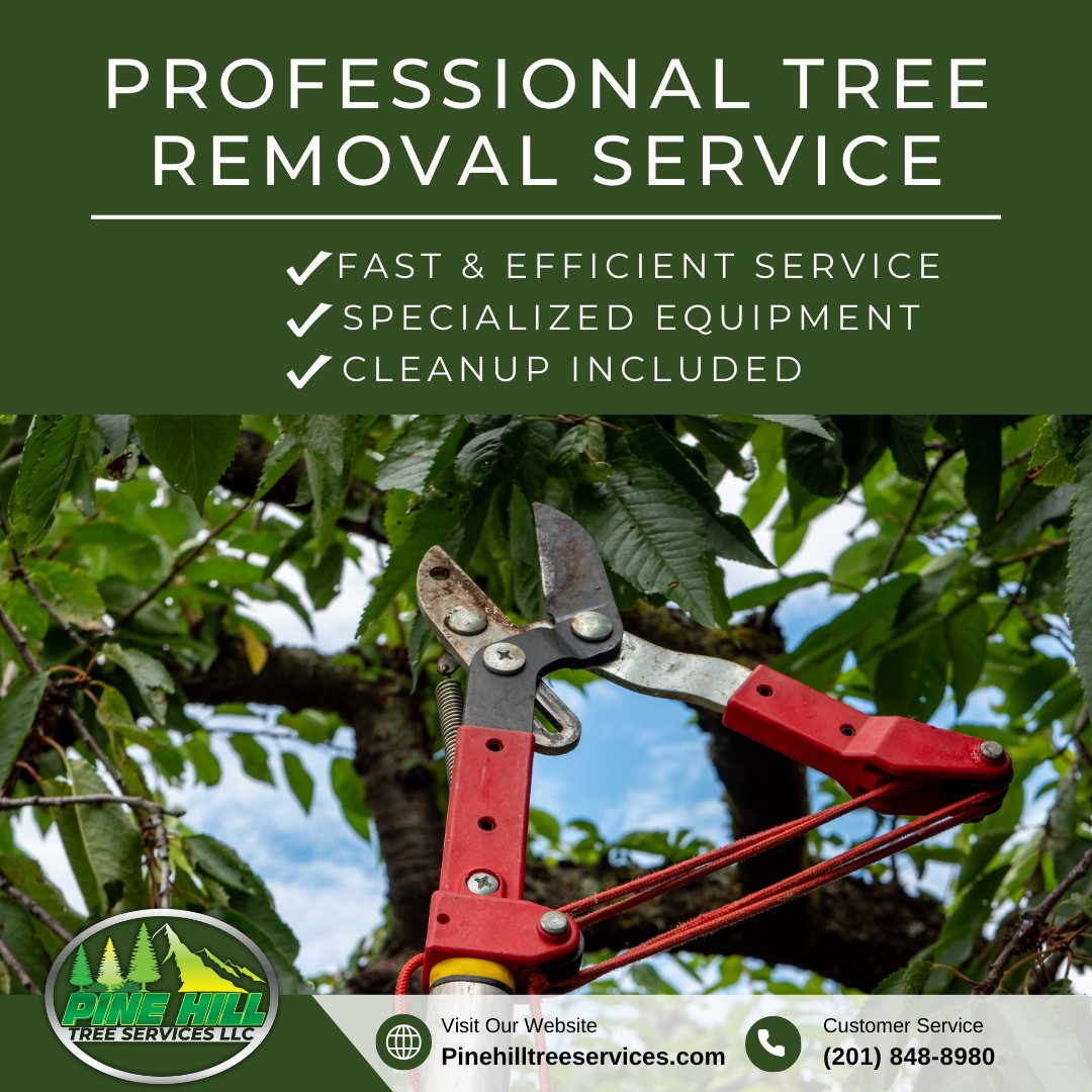 PineHillTS's tweet photo. 🌳 Fast, safe &amp; professional tree removal in Bergen County, NJ! 
✔️ Specialized equipment  
✔️ Cleanup included 
✔️ Call Pine Hill today 
📞 (201) 848-8980
#TreeRemoval #TreeService #BergenCountyNJ #TreeCare https://t.co/yix679pVcQ