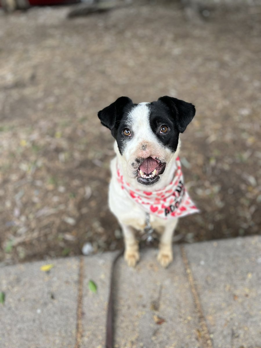 𝙷𝚎𝚕𝚊 𝙼𝚘𝚛𝚎 🐶 tweet media