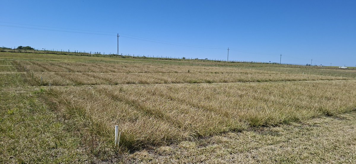 Se hace sentir la seca !!! 
La Festuca a la espera de las lluvias. Llueve y en 1 mes cambia la historia !!! 
#Queverdeolafestuca 
#Festucas #Calidad  #Persistencia #Productividad