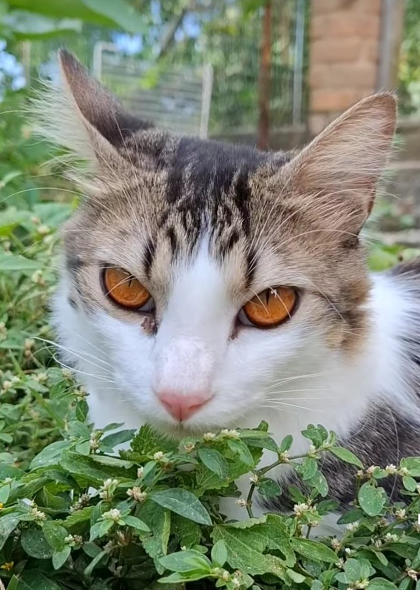 Meow🐾 tweet media