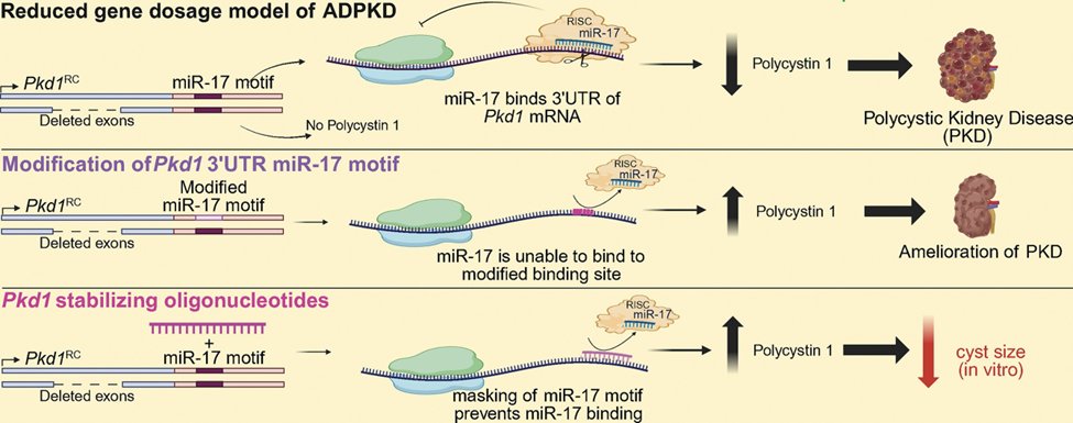 Vishal_D_Patel's tweet photo. This pre-print is now formally published in Nucleic Acids Research #RNA #oligo
🙏 Honored to receive the Breakthrough Article designation from NAR Nucleic Acids Research & grateful for the swift, rigorous, and highly professional peer-review process.
https://t.co/PiOrA1cD9p https://t.co/ZTSPC6Sg9F