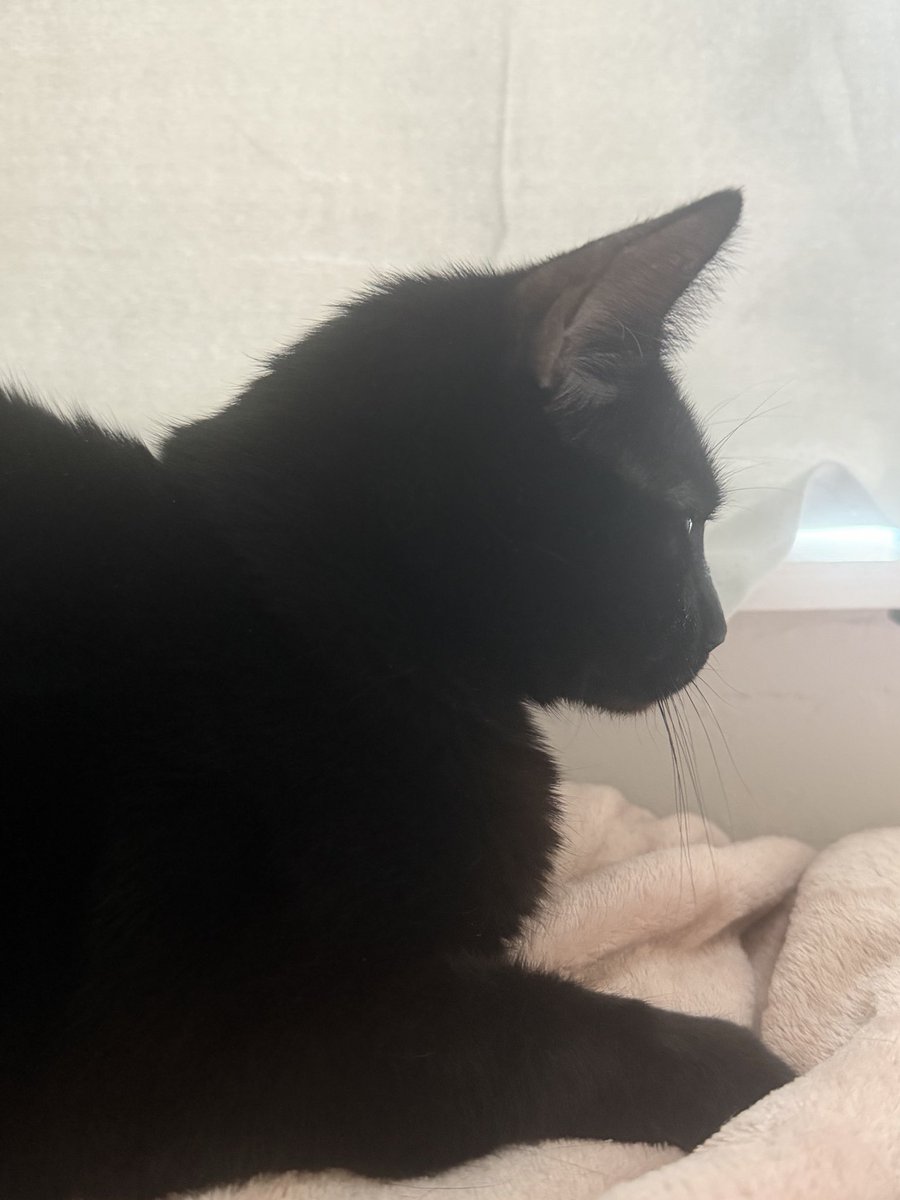 빵돌이 동물병원 같은데만 5년 다녀서
왠만한 스텝분들은 빵돌이 엄청순한거 아심
수의사쌤도 케이지없이 덜렁 어깨에 얹고 들가고
저번에는 피검사한다고 비명지를수있으니 놀라지말라고하고 들어갔는데 몇분후에 빵돌이가 입가에 츄르묻히고 행복하게 찹찹대면서 나와서 엄청웃음