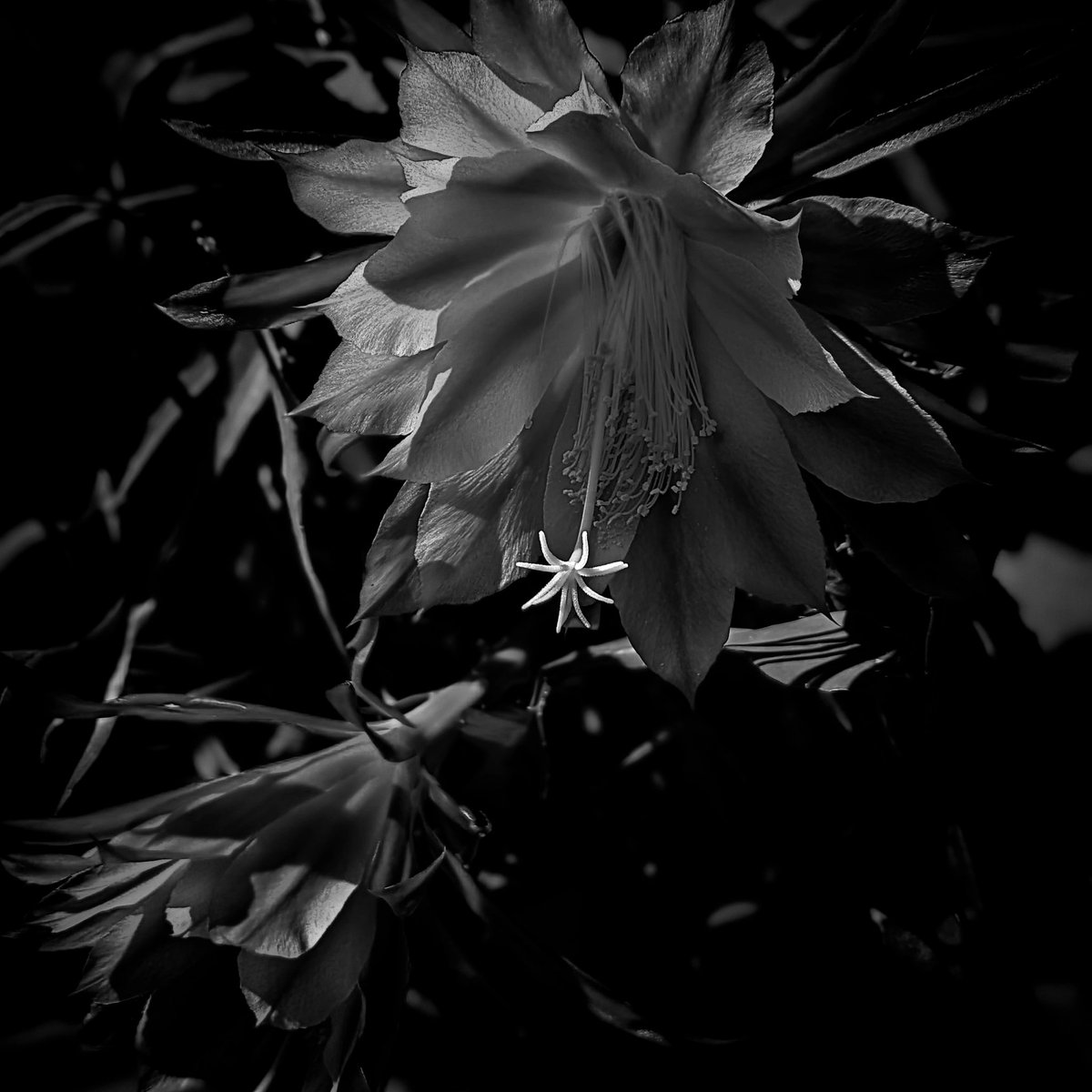 明日また会えるとは限らないから

#花テロ