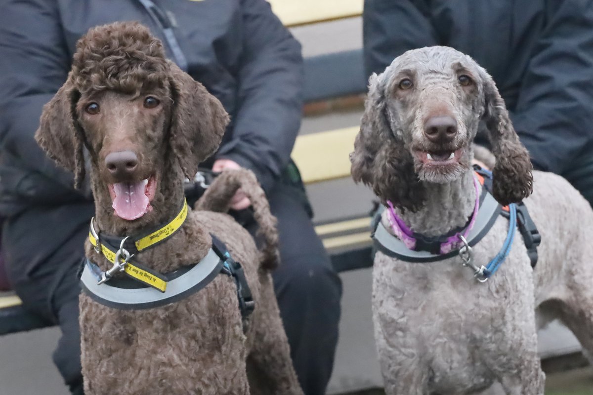 DT_Leeds's tweet image. CALLING ALL #POODLE PEOPLE! 🚨

Rollo and Ragnor and 1 &amp;amp; 2yr old Standard Poodles who are looking for a very special home together. 🤞

Meet them 👉 bit.ly/4r2U8G7

#StandardPoodle #Leeds #AdoptDontShop #RescueDogs @DogsTrust