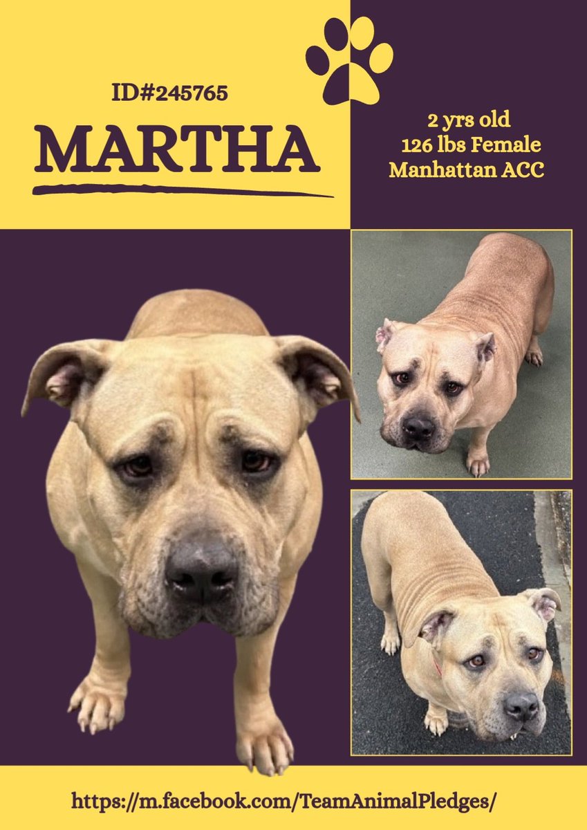 CharBolen's tweet image. MARTHA ♥️ #245765  2yr old Girl ♥️#NYCACC
Martha is a very beautiful larger girl that is in
need of a good home and lots of love!
Found out on the cold streets. She's ready to 
be adopted to be loved forever!  Open your 
heart and home!
#Adopt #Foster #Pledge
LOVE WANTED ♥️🏡♥️