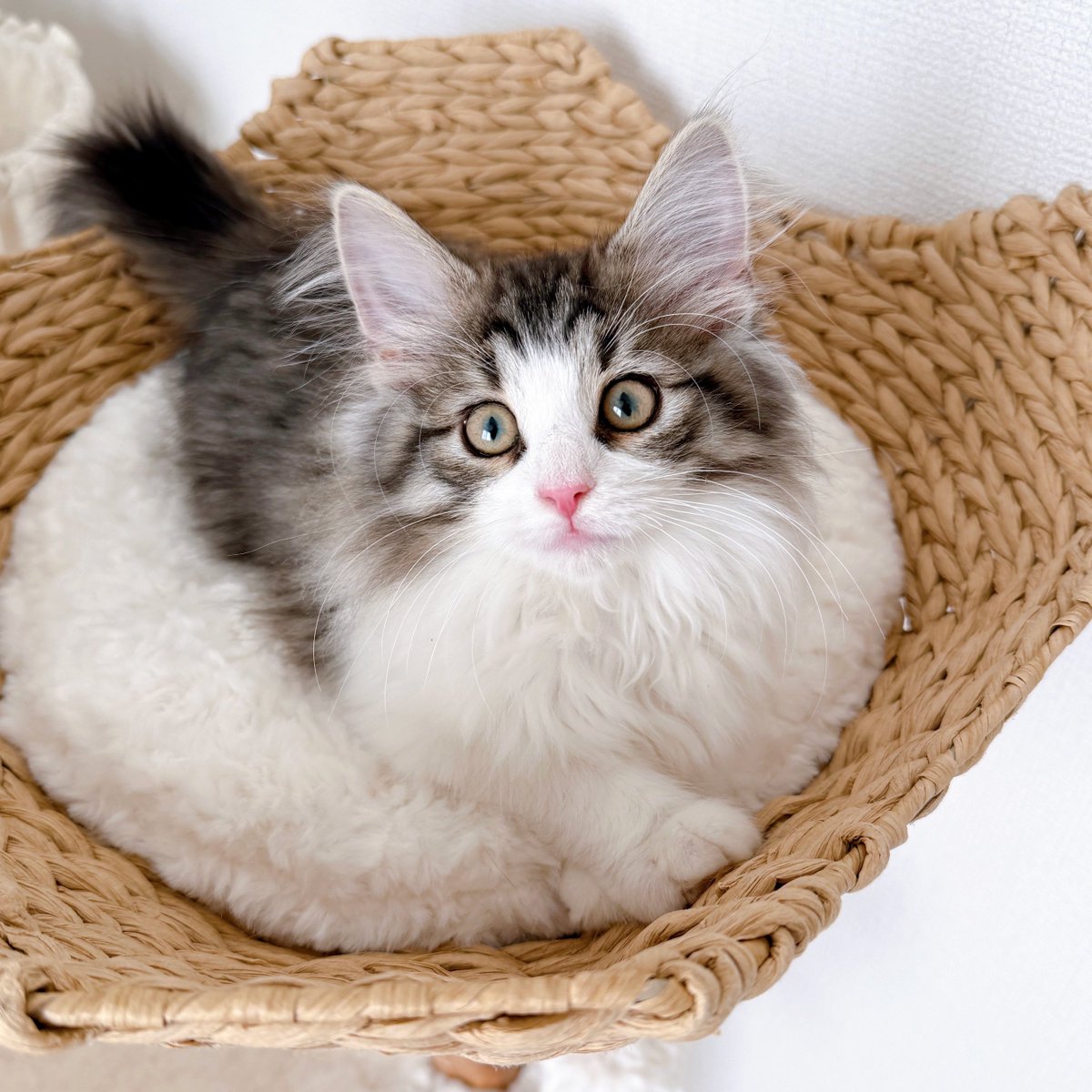 ねこぞー on X: 