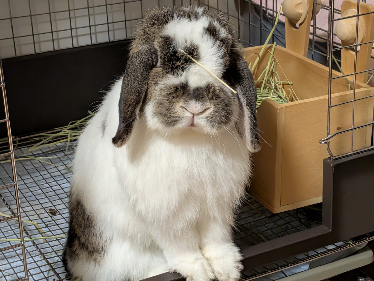 もも♀🍑@うさぎパパ (@momorabbit21) / Posts / X