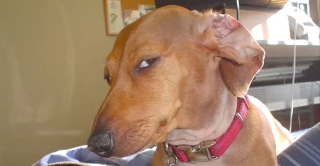 moundicheick's tweet image. Moi : « Quelle quantité d'acide faudrait-il pour dissoudre de 70 kg de viande de porc ? »

ChatGPT :