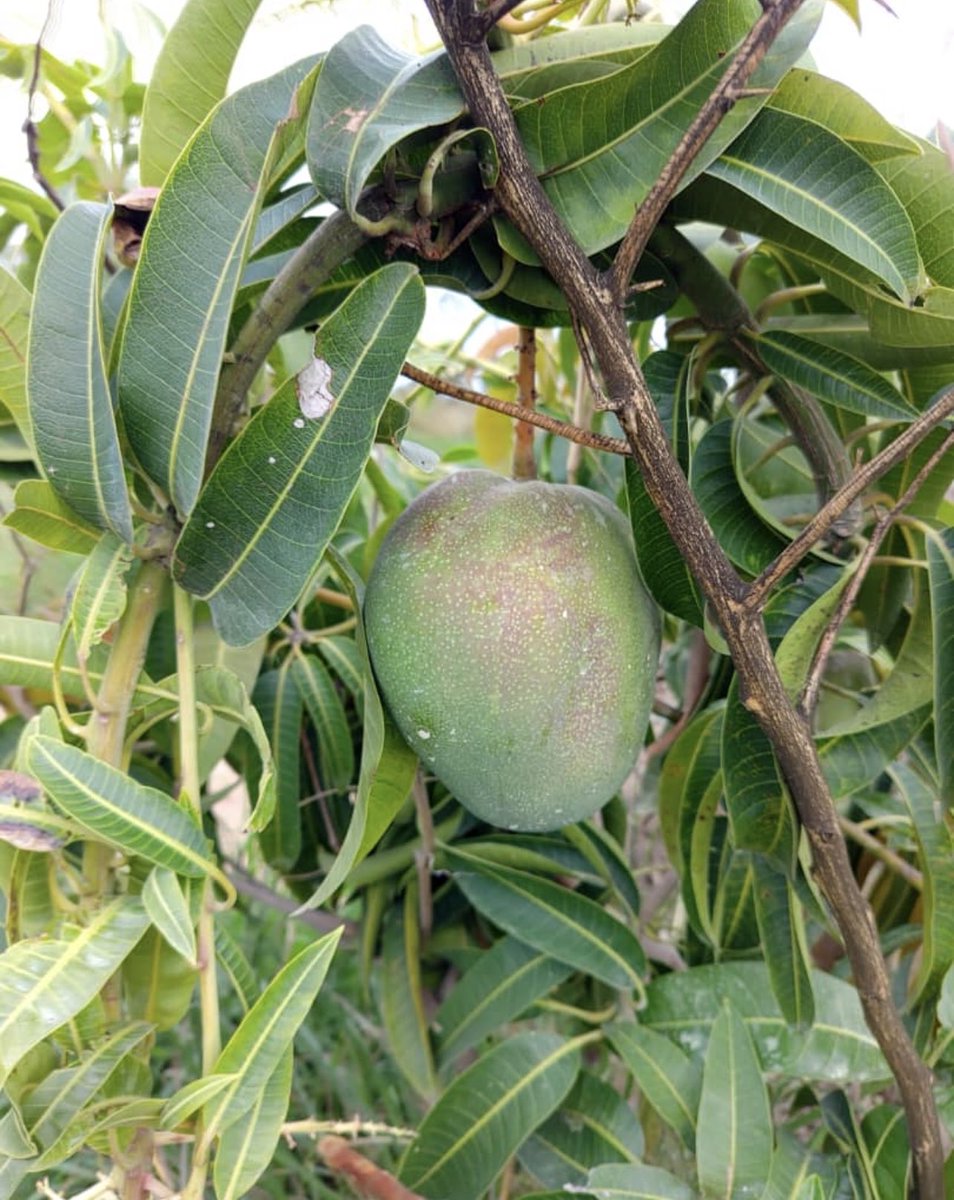ModernAgri_Tips's tweet photo. Mango training program in Zimbabwe focused on โFrom orchard to export-ready: empowering smallholders to thriveโ! ๐ณ๐
#MangoFarming #ZimbabweAgriculture #ValueChain #SustainableAg
#CAA #DevelopmentCanada #EDM #DevelopmentCanada https://t.co/rC6Atc8xpj