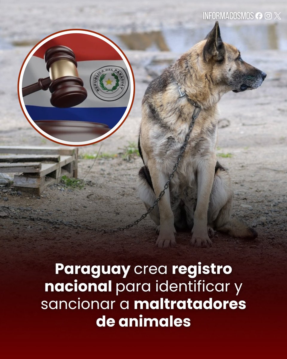 🇵🇾 | Paraguay ha lanzado el Registro Nacional de Agresores de Animales (Ragan).

Esta plataforma oficial unifica los antecedentes de personas condenadas o sancionadas por actos de crueldad, permitiendo que la Policía y la Justicia actúen con mayor rapidez, especialmente ante