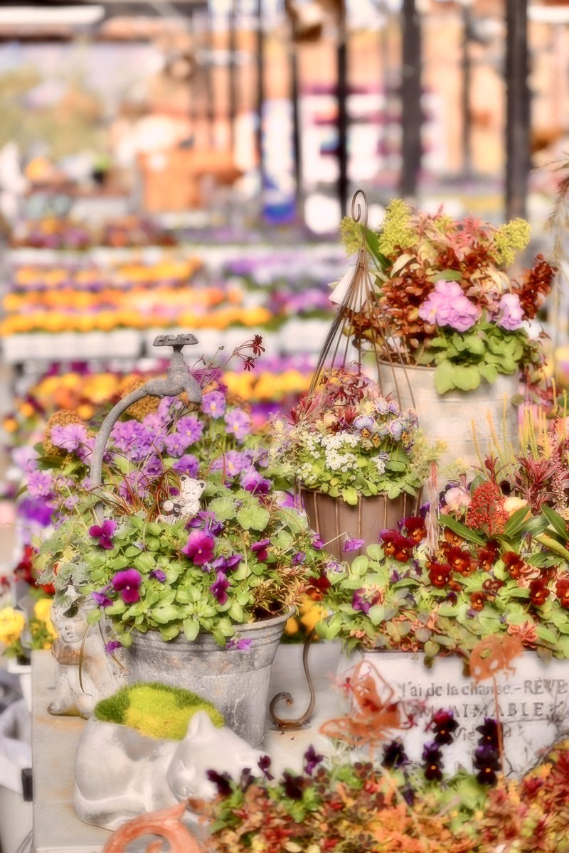 Flower Photo Club Community on X - 4.5K Members