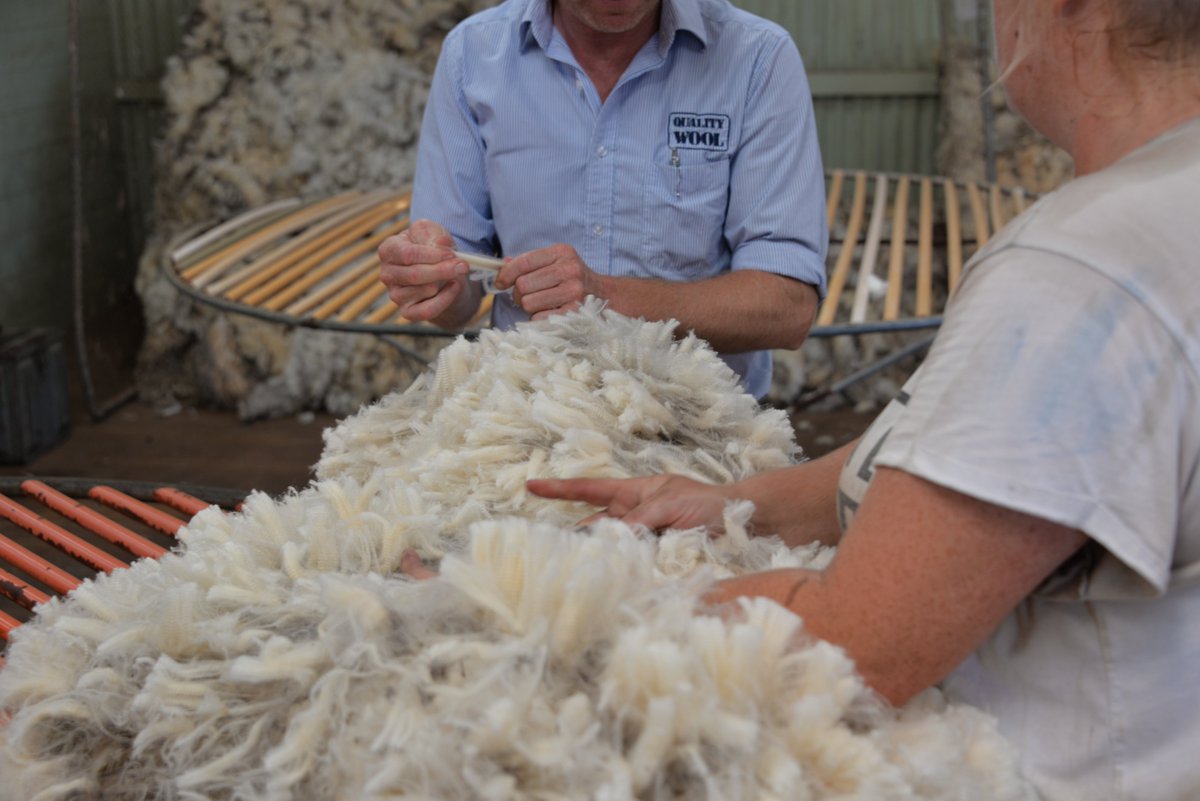 QualityWool's tweet image. 𝐓𝐇𝐑𝐎𝐖𝐁𝐀𝐂𝐊 𝐓𝐇𝐔𝐑𝐒𝐃𝐀𝐘: Shearing at Tootinella, Port Lincoln, January 2016. #ThrowbackThursday