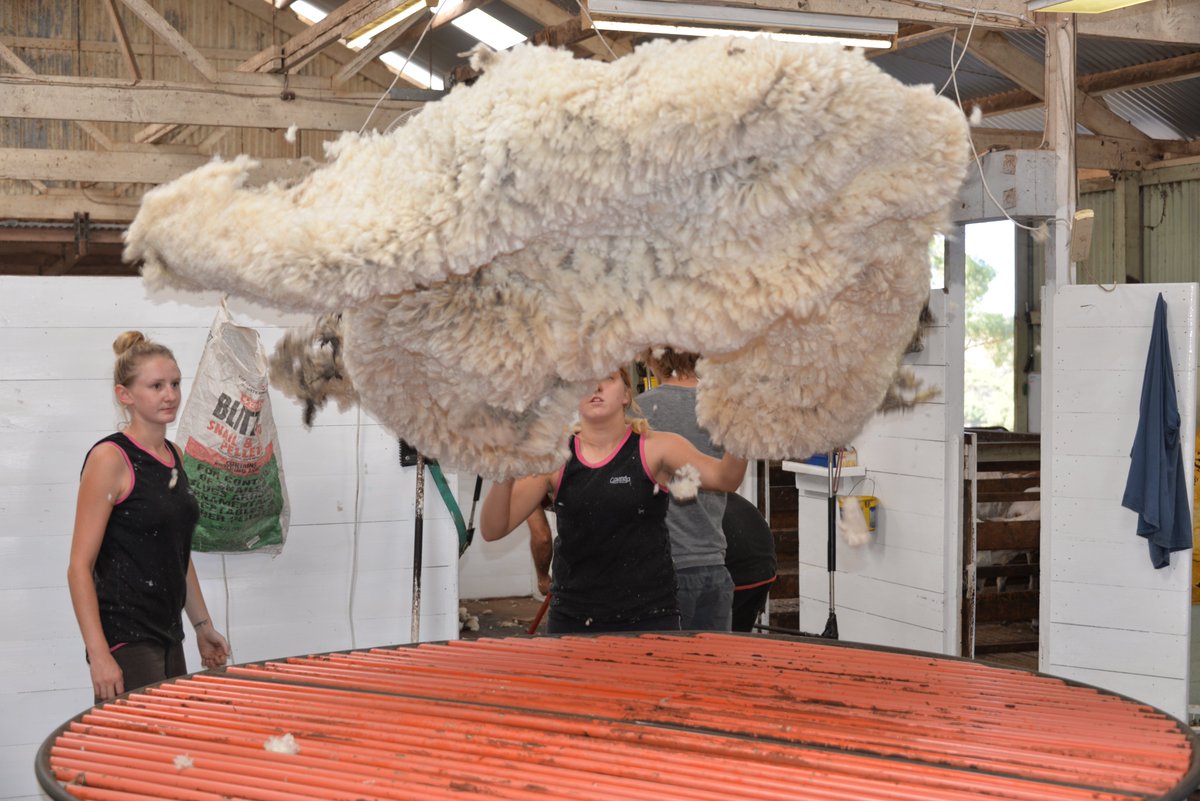 QualityWool's tweet image. 𝐓𝐇𝐑𝐎𝐖𝐁𝐀𝐂𝐊 𝐓𝐇𝐔𝐑𝐒𝐃𝐀𝐘: Shearing at Tootinella, Port Lincoln, January 2016. #ThrowbackThursday