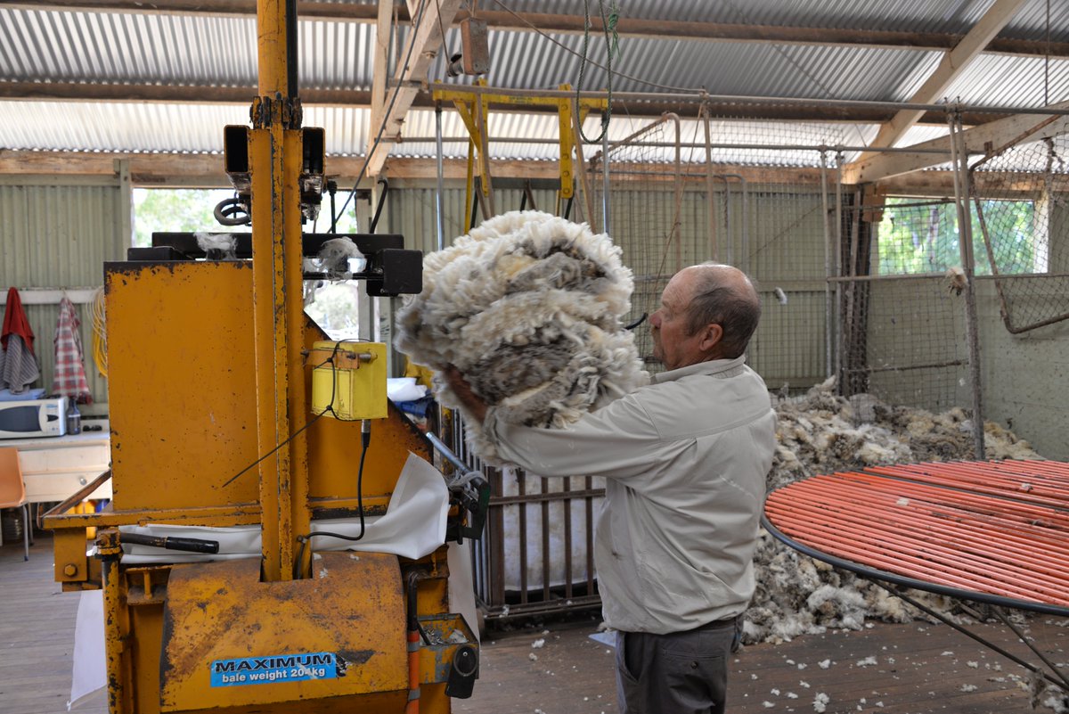 QualityWool's tweet image. 𝐓𝐇𝐑𝐎𝐖𝐁𝐀𝐂𝐊 𝐓𝐇𝐔𝐑𝐒𝐃𝐀𝐘: Shearing at Tootinella, Port Lincoln, January 2016. #ThrowbackThursday