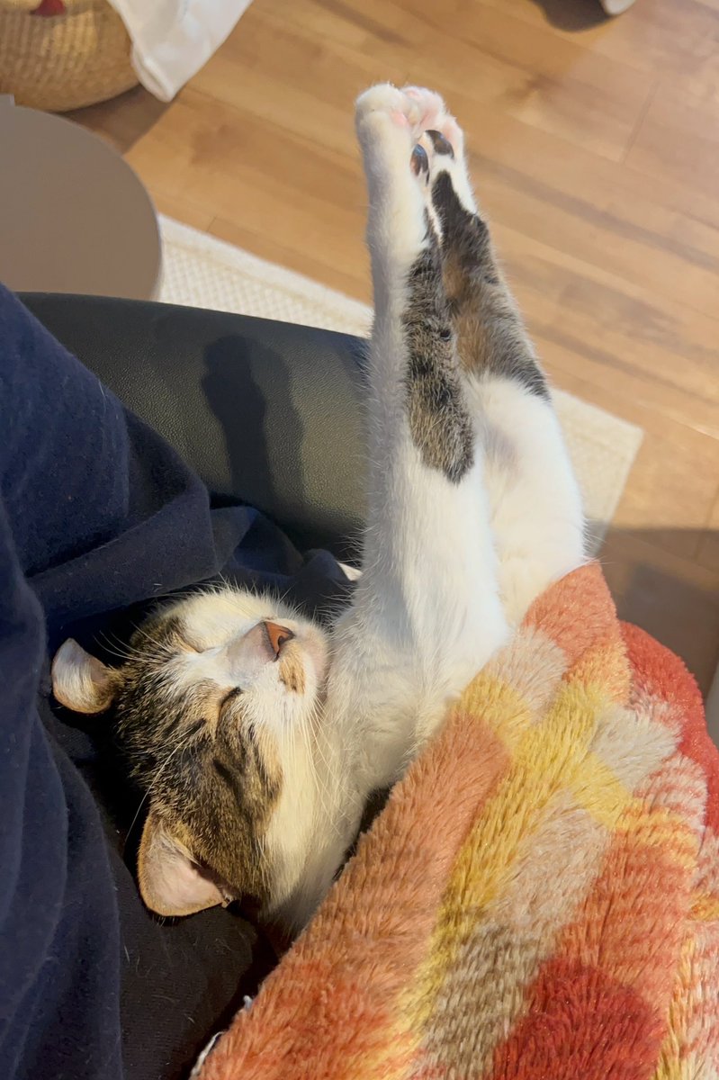 うずめがわたしの腕の支えありきで寝るから前よりキーボードの片手打ちが速くなった気がする