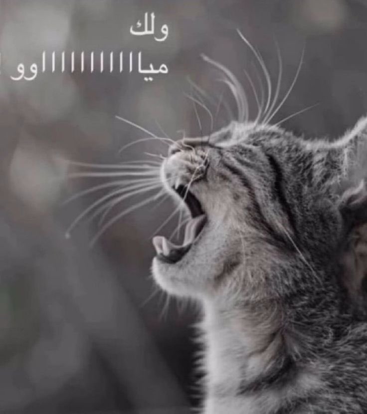 ²مايا 😁 tweet media